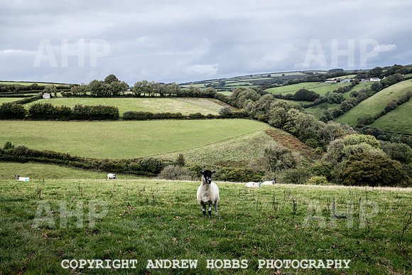 Exmoor Sep 2017_HOB_2299