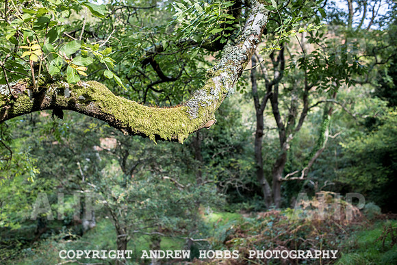 Exmoor Sep 2017_HOB_2347