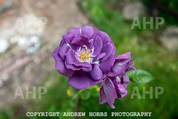 Goathurst Walk Oct 2017_HOB_2821