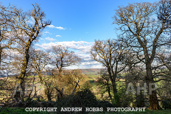 Nettlecombe Oaks - EM - March 2022-9649