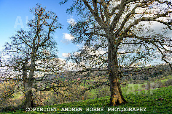 Nettlecombe Oaks - EM - March 2022-9644