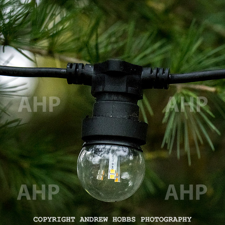 Festive Lights_HOB_3835