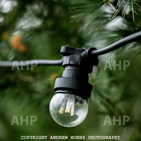 Festive Lights_HOB_3837