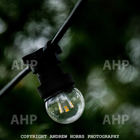 Festive Lights_HOB_3838