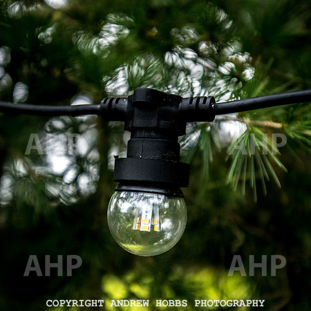 Festive Lights_HOB_3831