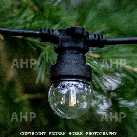 Festive Lights_HOB_3839