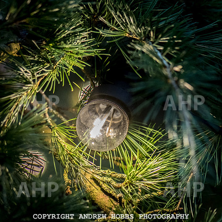 Festive Lights_HOB_3841