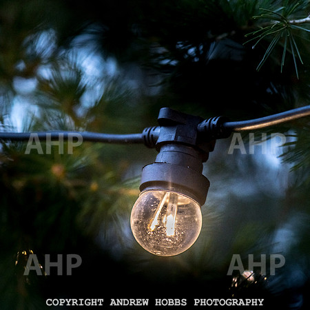 Festive Lights_HOB_3843