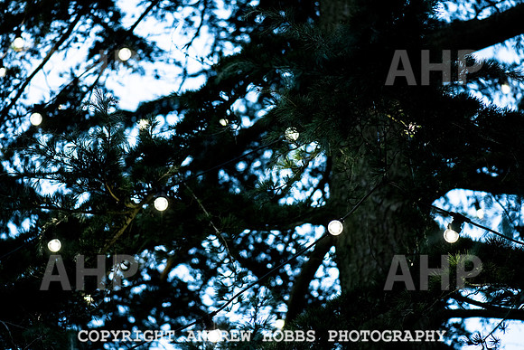 Festive Lights_HOB_3844