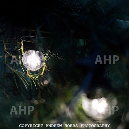 Festive Lights_HOB_3845