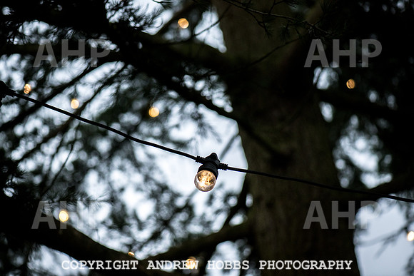 Festive Lights_HOB_3846
