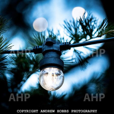Festive Lights_HOB_3848