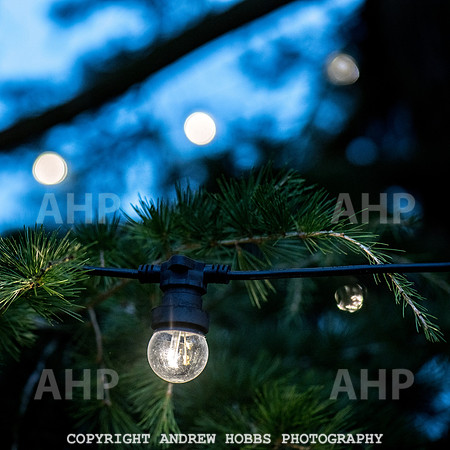 Festive Lights_HOB_3849