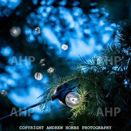 Festive Lights_HOB_3850