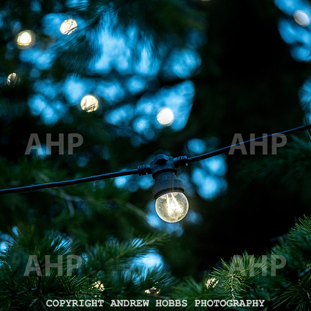 Festive Lights_HOB_3851