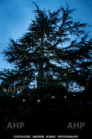Festive Lights_HOB_3852