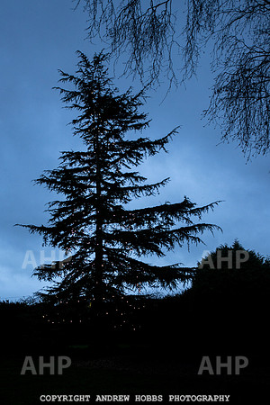 Festive Lights_HOB_3861