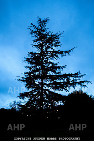 Festive Lights_HOB_3862