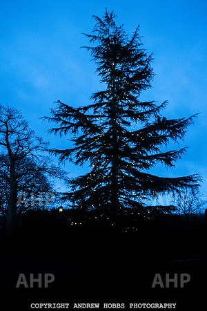 Festive Lights_HOB_3865