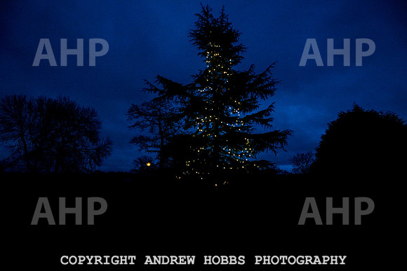 Festive Lights_HOB_3885