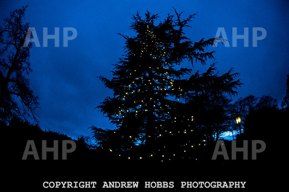 Festive Lights_HOB_3891