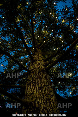 Festive Lights_HOB_3895