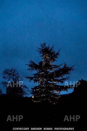 Festive Lights_HOB_3900