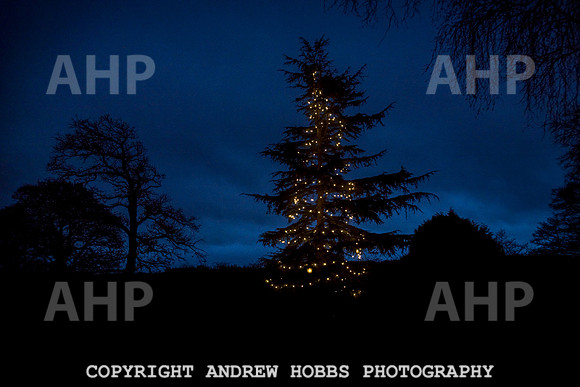 Festive Lights_HOB_3901