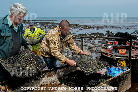 Porlock Oyster Beds 014