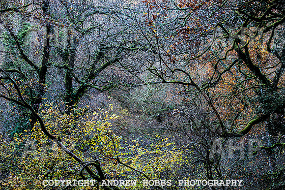 HOB_1409 copy