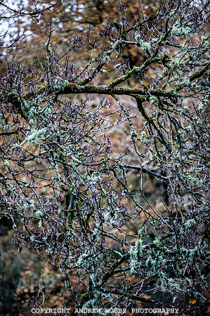 HOB_1422 copy