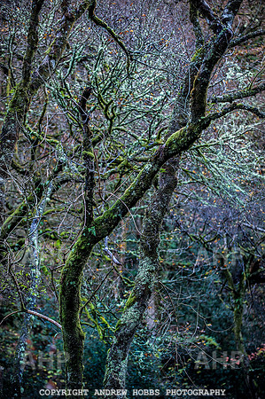 HOB_1424 copy