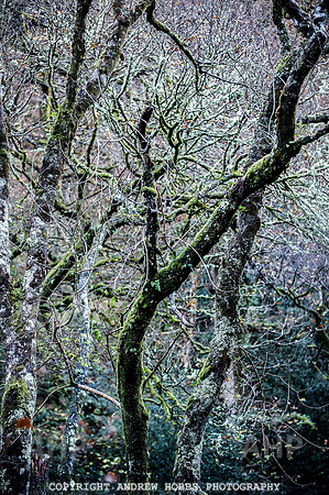 HOB_1425 copy