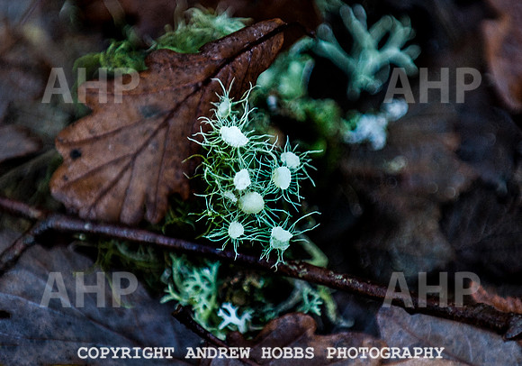 HOB_1418 copy