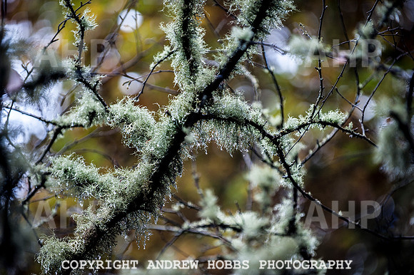 HOB_1430 copy