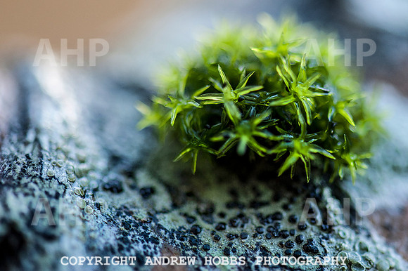 HOB_1334 copy