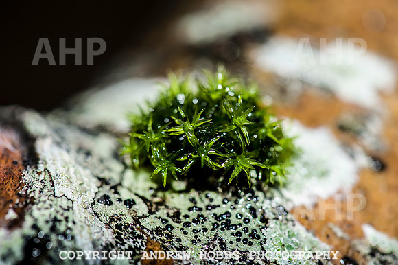 HOB_1339 copy