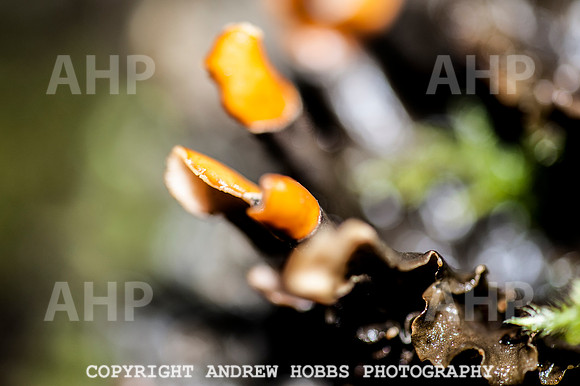 HOB_1345 copy