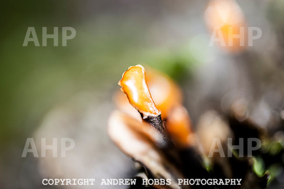HOB_1346 copy