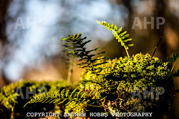 HOB_1352 copy