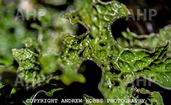 HOB_1354 copy