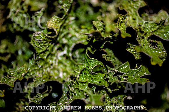 HOB_1355 copy