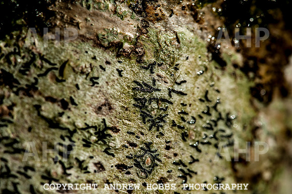 HOB_1372 copy