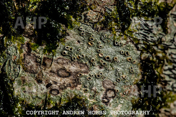 HOB_1373 copy
