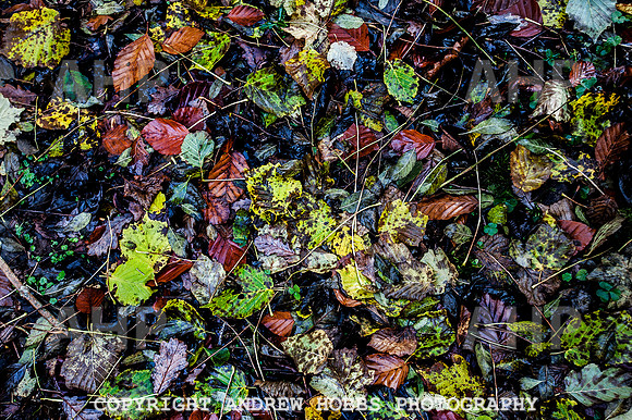 HOB_1397 copy