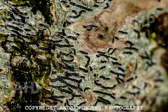 HOB_1374 copy