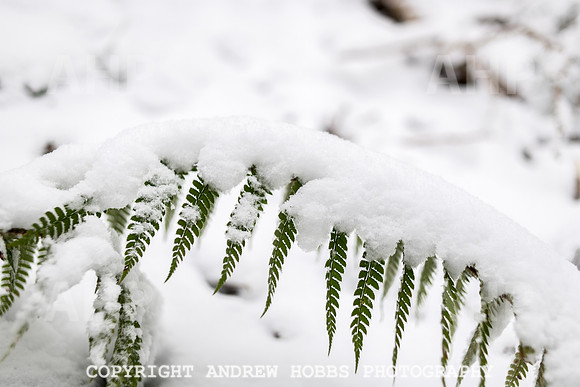 Snow 2018_HOB_5193