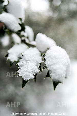 Snow 2018_HOB_5216