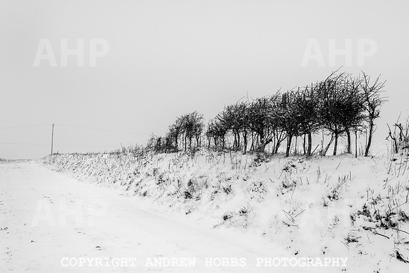 Snow 2018_HOB_5230