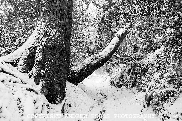 Snow 2018_HOB_5257